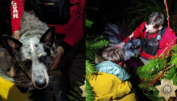 82歲老婦森林迷路險凍死　靠忠心寵物犬取暖「肉身保護」獲救。（圖／翻攝自Lane County Sheriff`s Office）