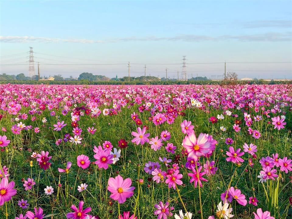 走春夯點!彰化花海大爆發 283公頃花田一路美到翻 | ETtoday旅遊雲 | ETtoday新聞雲