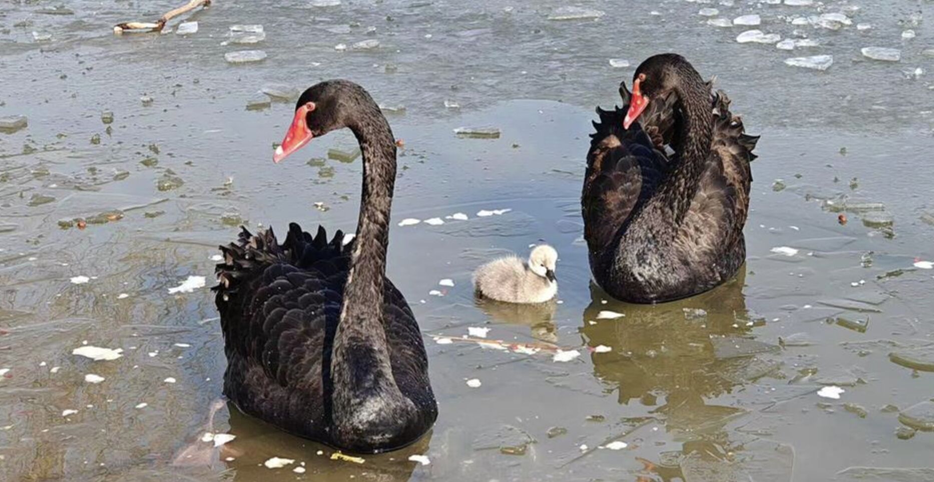 ▲天津水上公園內的天鵝雛鳥疑因湖水反覆結冰而凍死。（圖／翻攝極目新聞）