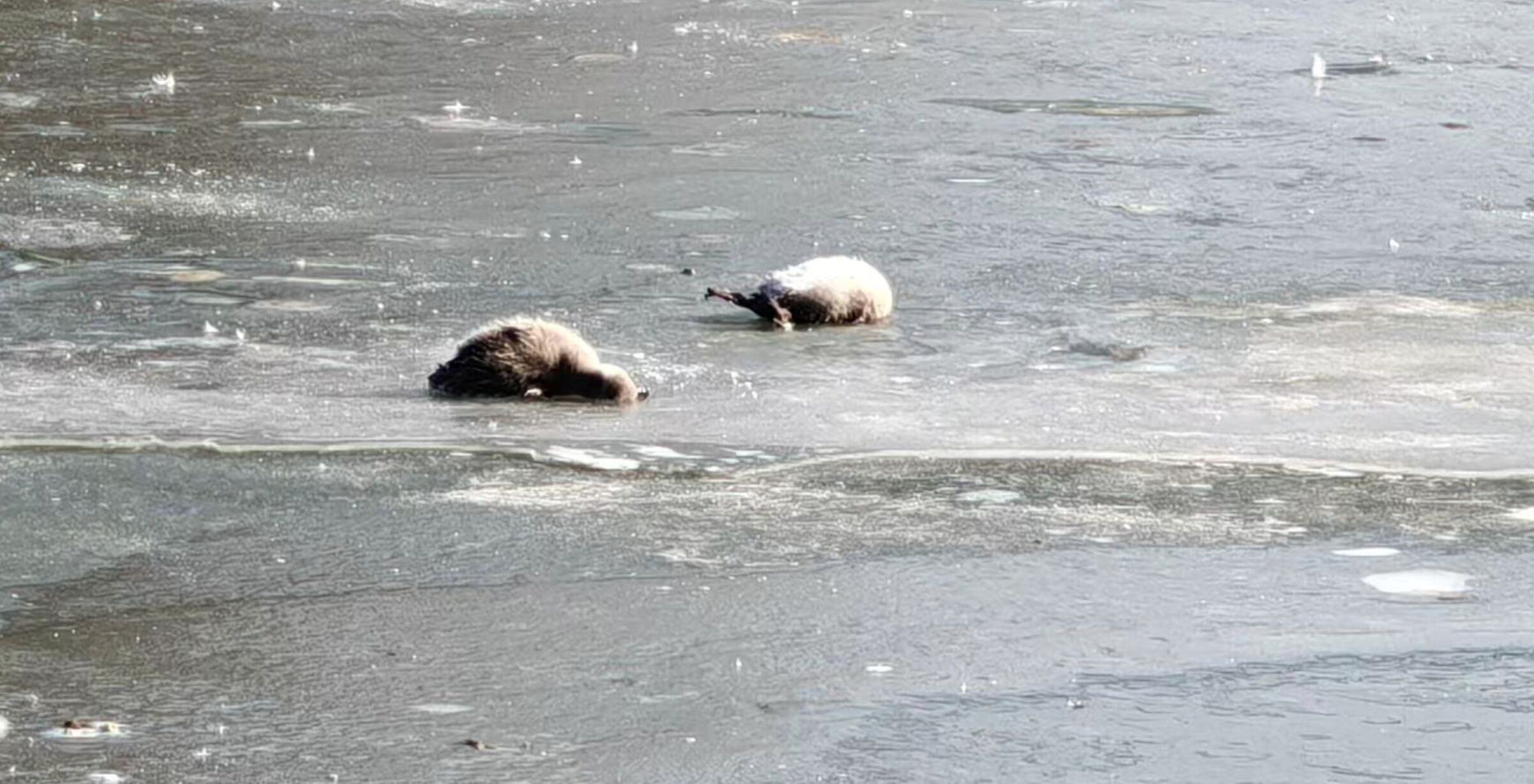 ▲天津水上公園內的天鵝雛鳥疑因湖水反覆結冰而凍死。（圖／翻攝極目新聞）