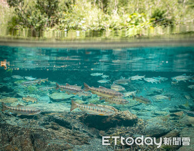 櫻花鉤吻鮭野外族群數量16020尾　去年首動用直升機吊掛抵棲地