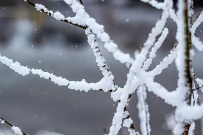 「小寒」5生肖打破寒局大翻身　第一名加薪、穩固地位最好時機