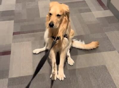 阿金出門發現「不是媽媽遛」　四輪鎖死抗議寧願被拖著走