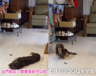 媽媽出門忘記說開動！　臘腸狗繞潔牙骨轉30分鐘不敢吃