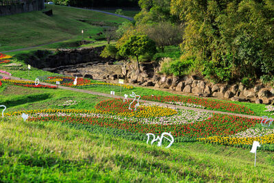 北市「2.6萬盆喜氣花海」綻放至2月