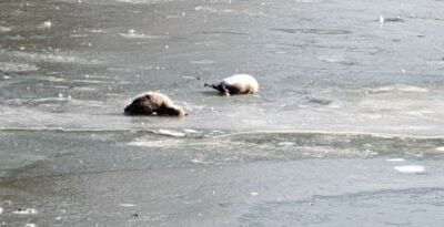 天津水上公園「醜小鴨」卡結冰湖面凍死　工作人員：已接到意見