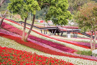 北投2公園賞16萬盆花海、60株櫻花