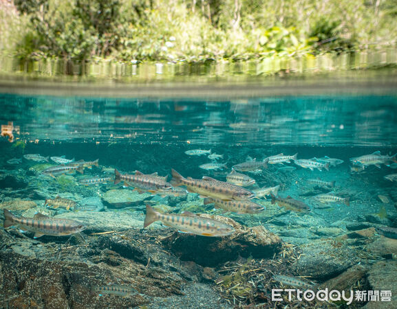 ▲雪霸國家公園管理處去年首度動用直升機，成功將240尾國寶魚吊掛到目標棲地。（圖／雪霸國家公園管理處提供）