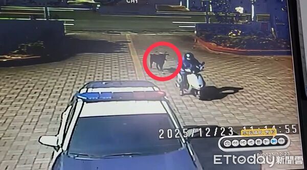 ▲楊姓男子撿到一隻山羊送交枋寮警方。（圖／記者陳崑福翻攝）