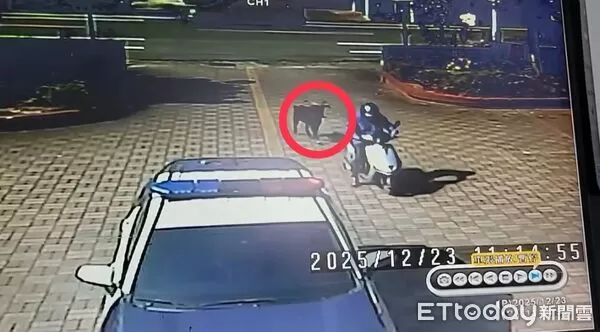 ▲楊姓男子撿到一隻山羊送交枋寮警方。（圖／記者陳崑福翻攝）