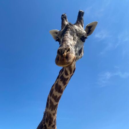 動物園工作人員對Koki離世感到相當哀傷。（翻攝The Toronto Zoo臉書）