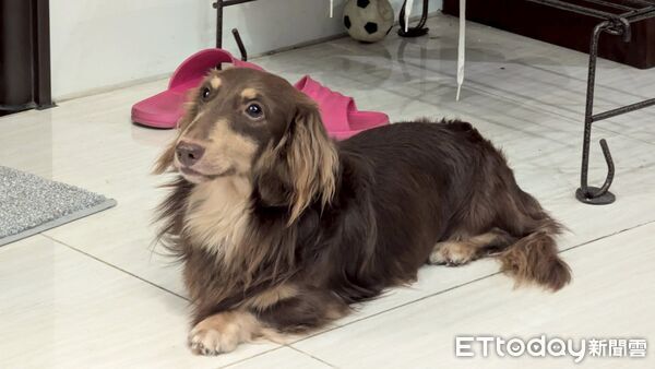 臘腸狗迪迪等潔牙骨。（圖／粉專帥帥迪迪/臘腸Happy Days提供）