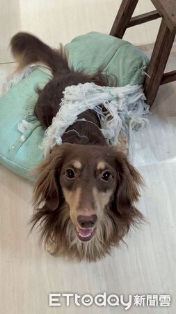 臘腸狗迪迪等潔牙骨。（圖／粉專帥帥迪迪/臘腸Happy Days提供）