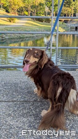 臘腸狗迪迪等潔牙骨。（圖／粉專帥帥迪迪/臘腸Happy Days提供）