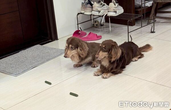 臘腸狗迪迪等潔牙骨。（圖／粉專帥帥迪迪/臘腸Happy Days提供）