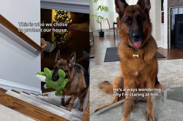 當看門犬失敗！德牧每晚叼鱷魚娃娃陪睡　反差萌翻網：還是小寶寶。（圖／翻攝自Instagram／lifeofdaxshepherd）