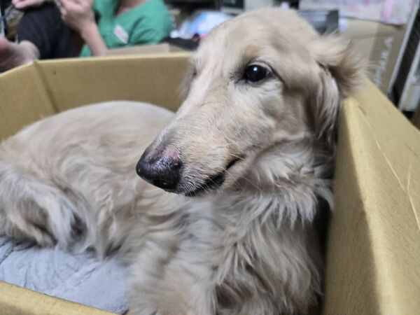 新莊臘腸狗「3樓失足墜1樓」　飼主「棄養」遭罰12.8萬