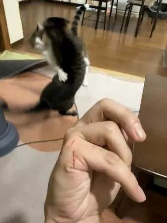 ▲。（圖／翻攝自X／@00shitemita）