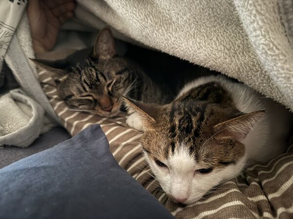 ▲。（圖／翻攝自X／@00shitemita）