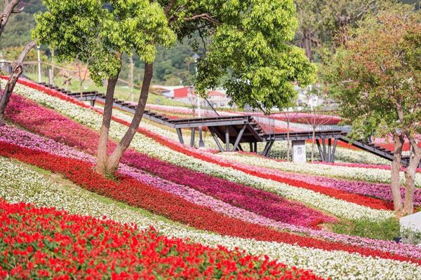 ▲三層崎花海將於2月11日起在北投社三層崎公園開跑。（圖／公園處提供）