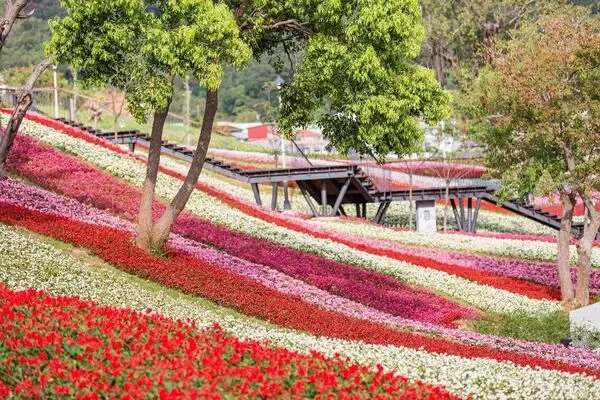 ▲三層崎花海將於2月11日起在北投社三層崎公園開跑。（圖／公園處提供）