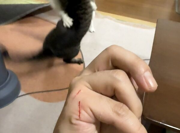 喵皇打架奴才「掃到颱風尾」　手留血痕背景戰況激烈