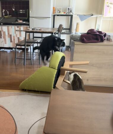 ▲。（圖／翻攝自X／@00shitemita）