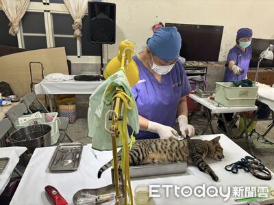 汪喵健康有保障！高雄寵物友善城市　絕育補助超給力申請量3年新高