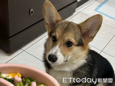 柯基乖乖等放飯　媽咪「燒聲下指令」牠超問號：能吃了嗎？