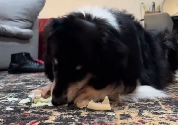 ▲。（圖／翻攝自TikTok／@zestyhan）