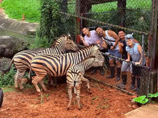 ▲六福莊馬到成功住房專案把六種動物體驗包進住房專案中，包含最新的斑馬生態體驗，還會加贈關西仙草茶+紅茶禮盒，與六福新春福袋一份。（圖／業者提供）