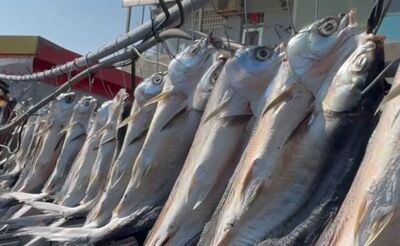 虱目魚「剖肚10hrs」突屍跳！里長嚇壞急誦經放生：別再投胎當魚