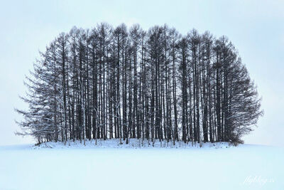 北海道自駕遊必存！美瑛「網紅樹」地圖