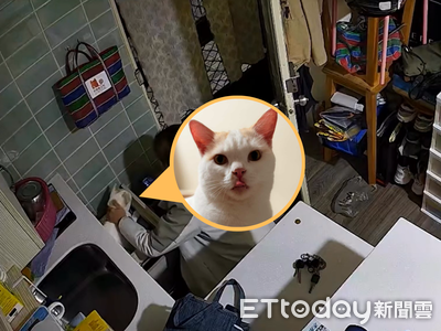 貓咪失蹤男友出門哭找3小時　結果胖貓竟躲在廚房抽屜