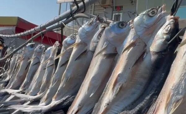 台南七股區龍山里長處理虱目魚製作一夜干時，發現魚體在死亡超過10小時後仍出現顫動。（翻攝畫面）