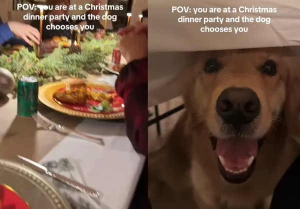 女聚餐被貪吃阿金選中「超萌討食」　網哀號：誰能抵抗那張臉。（圖／翻攝自TikTok／thegoldenboyranger）