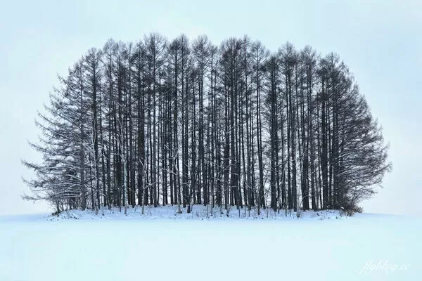▲▼日本北海道「美瑛網紅樹」，5棵經典必拍樹木。（圖／部落客飛天璇提供）