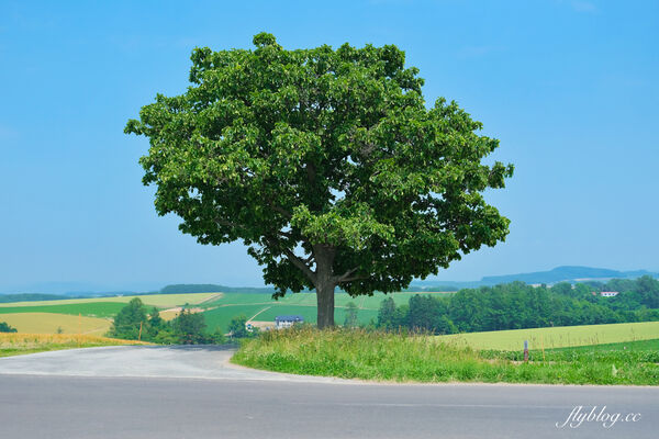 ▲▼日本北海道「美瑛網紅樹」，5棵經典必拍樹木。（圖／部落客飛天璇提供）