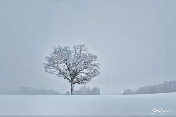 ▲▼日本北海道「美瑛網紅樹」，5棵經典必拍樹木。（圖／部落客飛天璇提供）