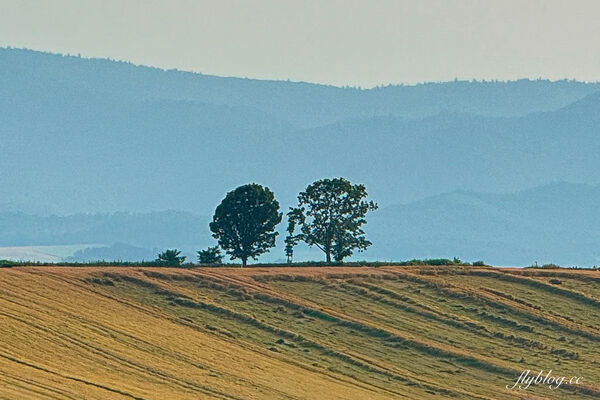▲▼日本北海道「美瑛網紅樹」，5棵經典必拍樹木。（圖／部落客飛天璇提供）