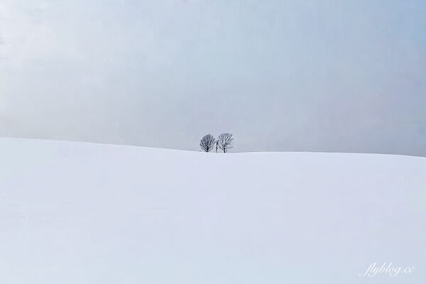 ▲▼日本北海道「美瑛網紅樹」，5棵經典必拍樹木。（圖／部落客飛天璇提供）
