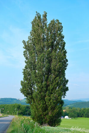 ▲▼日本北海道「美瑛網紅樹」，5棵經典必拍樹木。（圖／部落客飛天璇提供）