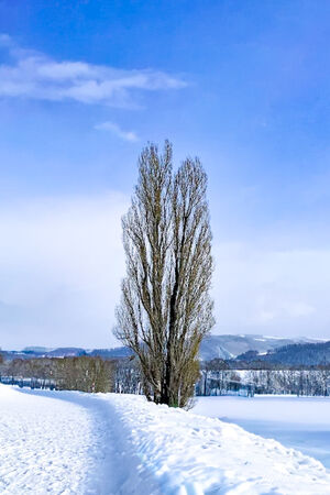 ▲▼日本北海道「美瑛網紅樹」，5棵經典必拍樹木。（圖／部落客飛天璇提供）