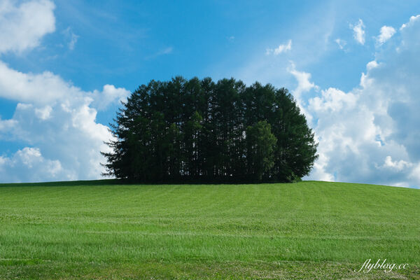 ▲▼日本北海道「美瑛網紅樹」，5棵經典必拍樹木。（圖／部落客飛天璇提供）