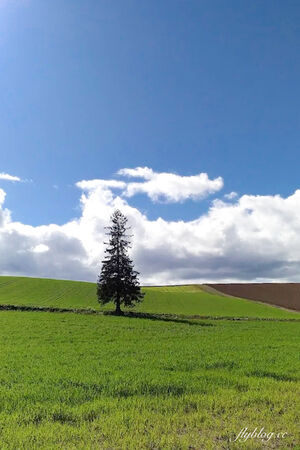 ▲▼日本北海道「美瑛網紅樹」，5棵經典必拍樹木。（圖／部落客飛天璇提供）