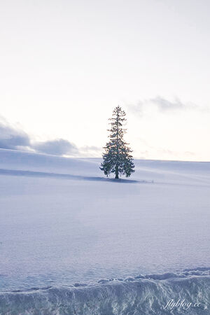 ▲▼日本北海道「美瑛網紅樹」，5棵經典必拍樹木。（圖／部落客飛天璇提供）