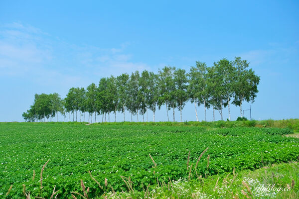 ▲▼日本北海道「美瑛網紅樹」，5棵經典必拍樹木。（圖／部落客飛天璇提供）