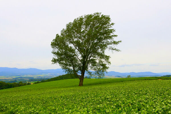 ▲▼日本北海道「美瑛網紅樹」，5棵經典必拍樹木。（圖／部落客飛天璇提供）