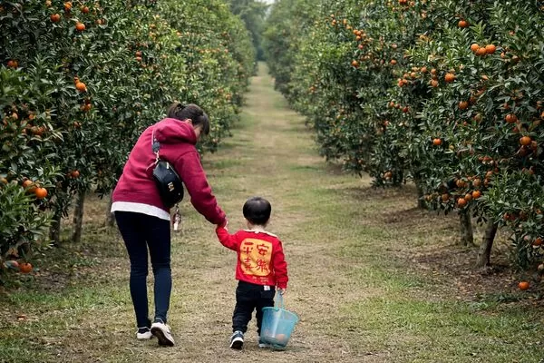 ▲新竹老爺雅緻客房,新竹老爺家庭客房,桔滿緣寶山農場園區,新城楓糖自種有機甘蔗田。（圖／業者提供）
