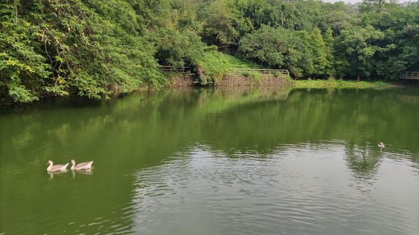 ▲新竹老爺雅緻客房,新竹老爺家庭客房,桔滿緣寶山農場園區,新城楓糖自種有機甘蔗田。（圖／業者提供）